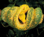 Green Tree Python Species: Types and Varieties