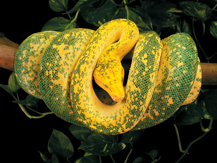 Green Tree Python Species: Types and Varieties