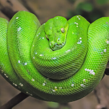 Green Tree Python Temperament: Behavior Guide