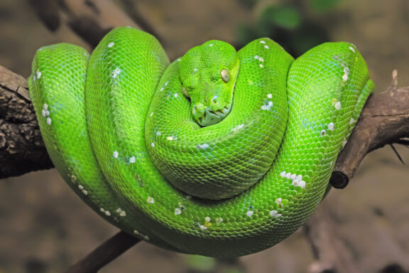 Green Tree Python Temperament: Behavior Guide