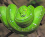 Green Tree Python Temperament: Behavior Guide