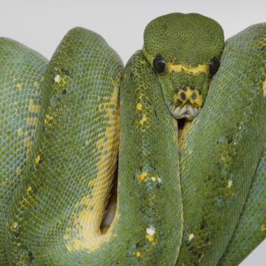 Green Tree Python Temperature: Optimal Range Guide