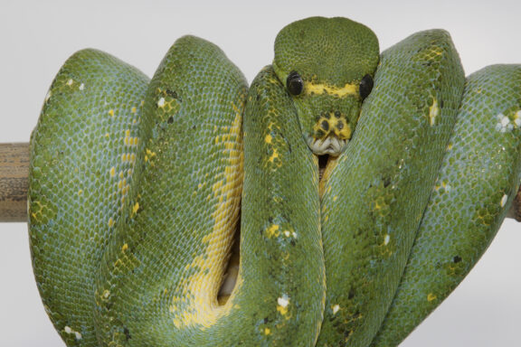 Green Tree Python Temperature: Optimal Range Guide