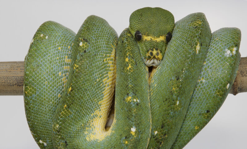 Green Tree Python Temperature: Optimal Range Guide