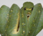 Green Tree Python Temperature: Optimal Range Guide