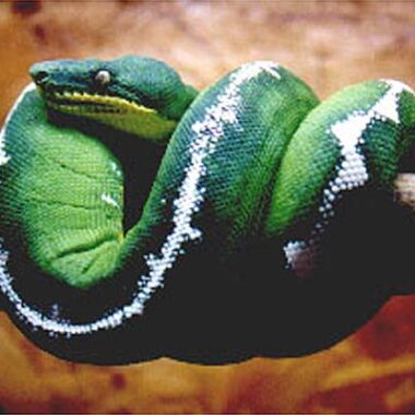 Green Tree Python vs Emerald Tree Boa: Key Differences