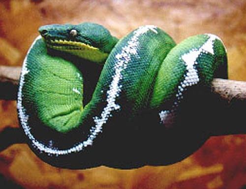 Green Tree Python vs Emerald Tree Boa: Key Differences