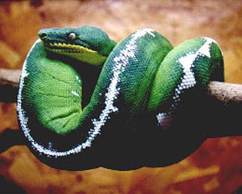 Green Tree Python vs Emerald Tree Boa: Key Differences