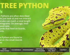 Green Tree Python Species: Types and Varieties