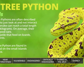 Green Tree Python Yawning: Behavior Explained