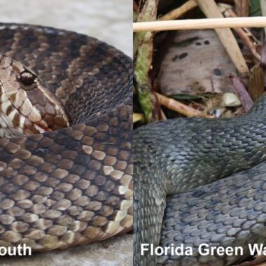 Green Water Snake: Complete Species Profile