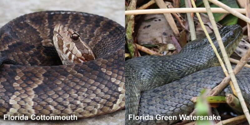 Green Water Snake: Complete Species Profile