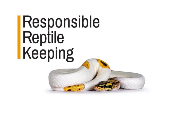 Guide to Rehoming a Ball Python Responsibly