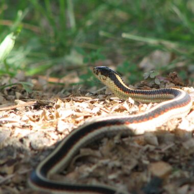 Housing a Pet Gopher Snake: Setup Guide