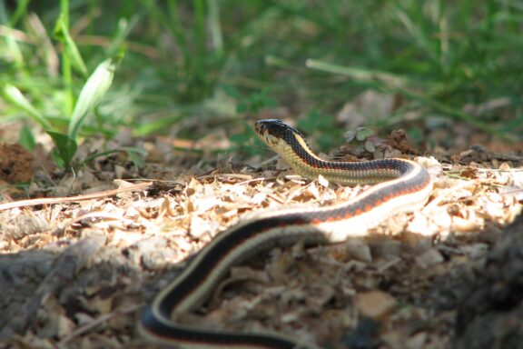 Housing a Pet Gopher Snake: Setup Guide