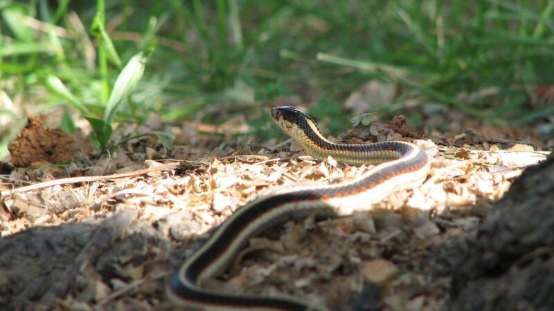 Housing a Pet Gopher Snake: Setup Guide