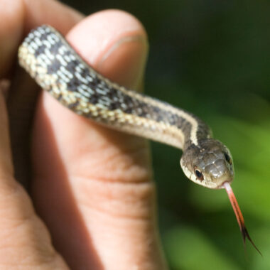 How Big Can a Garter Snake Get: Size Guide