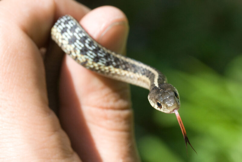 How Big Can a Garter Snake Get: Size Guide