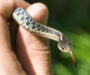 How Big Can a Garter Snake Get: Size Guide