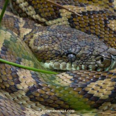 How Big Do Carpet Pythons Get: Size Guide