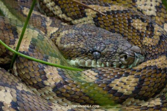 How Big Do Carpet Pythons Get: Size Guide