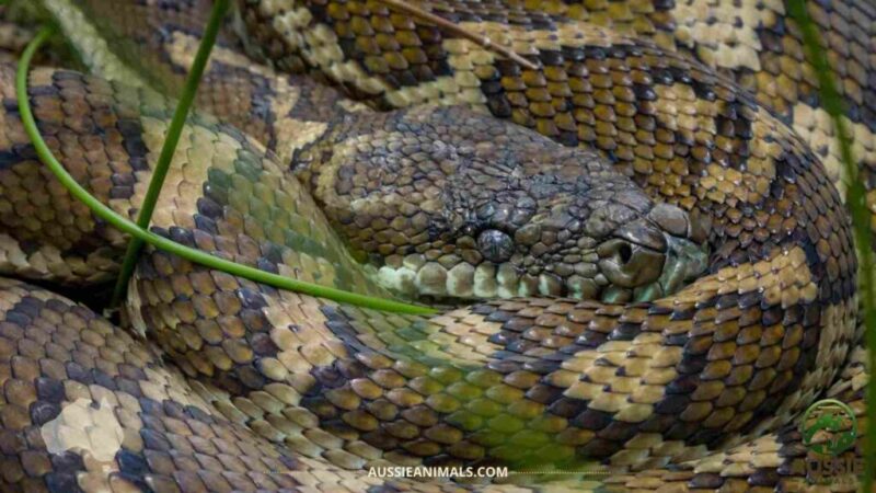 How Big Do Carpet Pythons Get: Size Guide