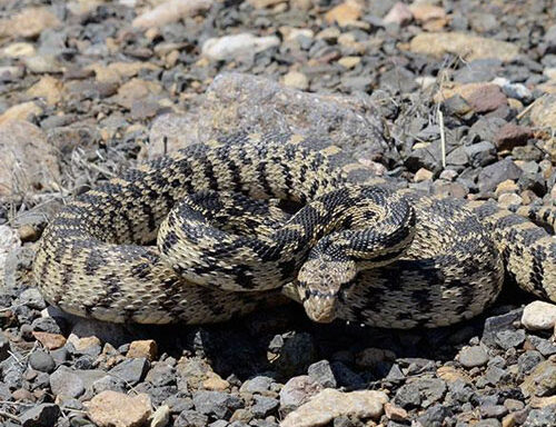 How Big Do Gopher Snakes Get? Size Guide