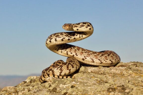 How Big Do Gopher Snakes Grow: Size Guide