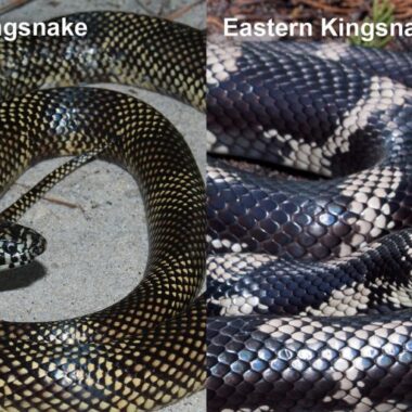 How Big Does a King Snake Get: Size Guide