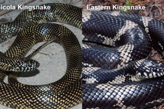 How Big Does a King Snake Get: Size Guide