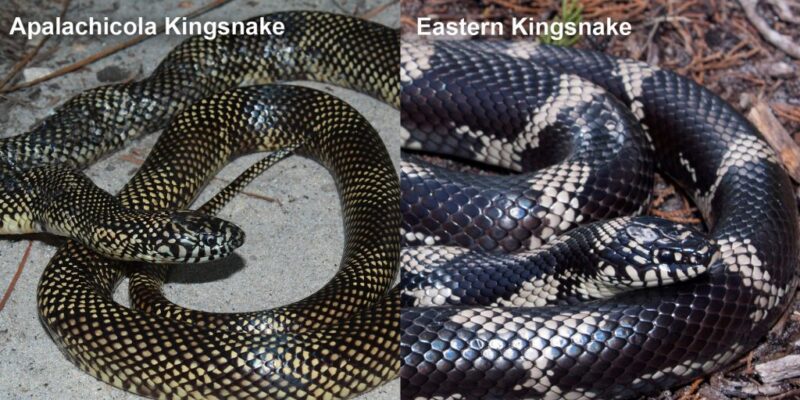 How Big Does a King Snake Get: Size Guide