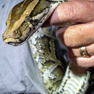 How Did the Burmese Python Get to Florida: History Guide