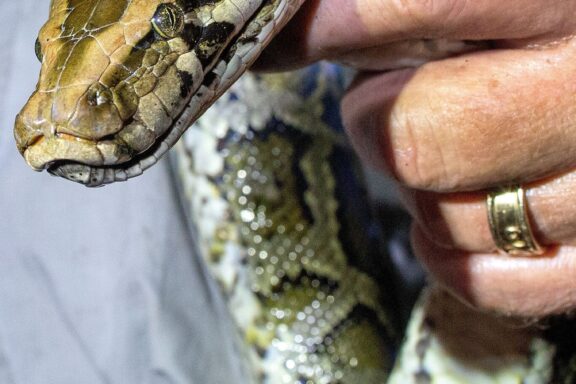 How Did the Burmese Python Get to Florida: History Guide