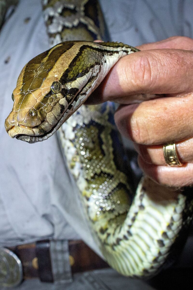 How Did the Burmese Python Get to Florida: History Guide