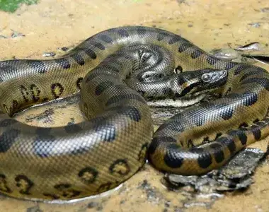 How Do Anacondas Kill Their Prey? Hunting Guide