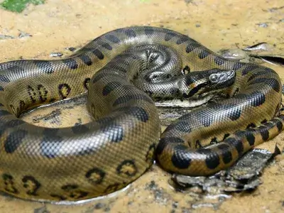 How Do Anacondas Kill Their Prey? Hunting Guide