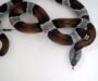 How Do King Snakes Kill Their Prey: Hunting Guide