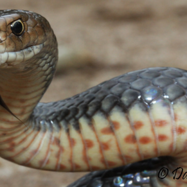 How Do Water Snakes Hunt: Predatory Tactics