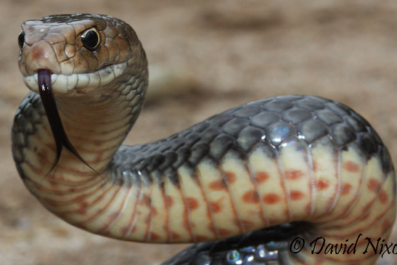 How Do Water Snakes Hunt: Predatory Tactics