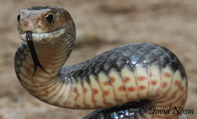 How Do Water Snakes Hunt: Predatory Tactics