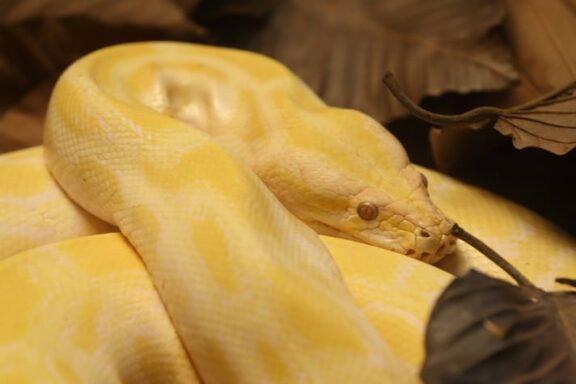 How Does the Burmese Python Affect the Ecosystem: Guide