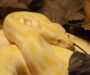 How Does the Burmese Python Affect the Ecosystem: Guide