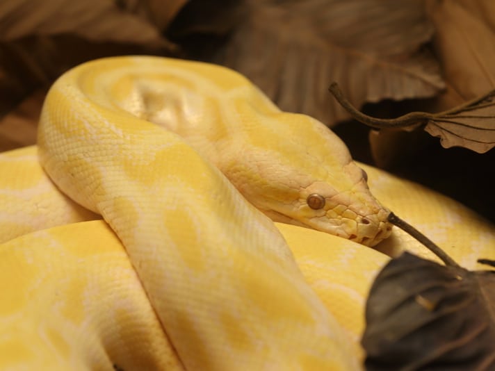 How Does the Burmese Python Affect the Ecosystem: Guide