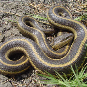 How Long Can a Garter Snake Live: Age Guide