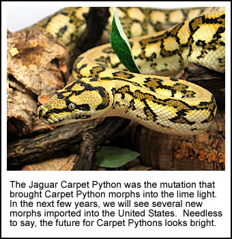 How Long Do Carpet Pythons Live: Lifespan Guide