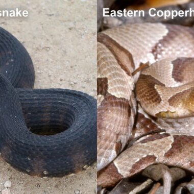 How Long Do Copperhead Snakes Get: Size Guide