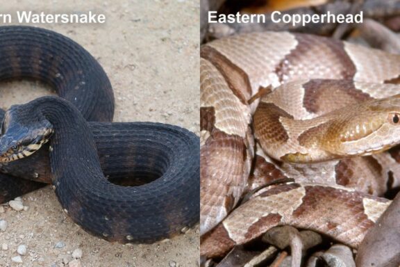 How Long Do Copperhead Snakes Get: Size Guide