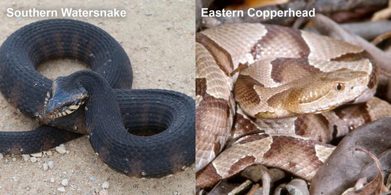 How Long Do Copperhead Snakes Get: Size Guide