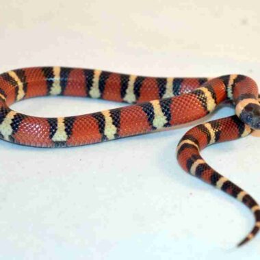 How Long Do Milk Snakes Get? Size Guide