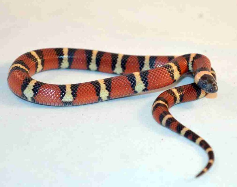 How Long Do Milk Snakes Get? Size Guide